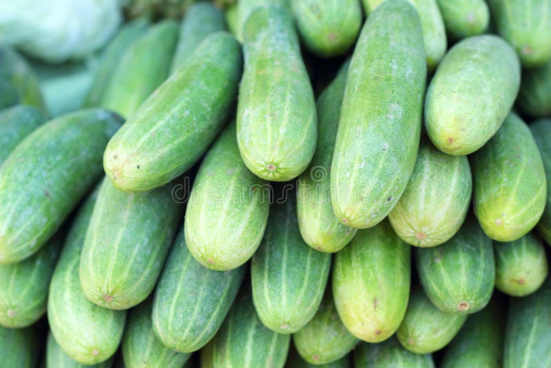 Fresh Cucumber in the Market Stock Image Image of juicy, nature 47346059