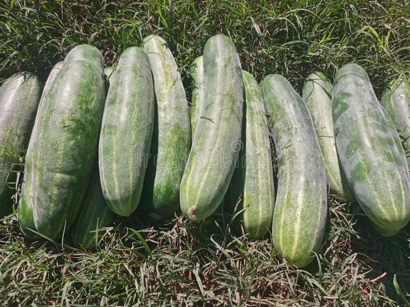 Fresh Cucumbers Just Got Picked from Its Tree on the Grass Under Bright