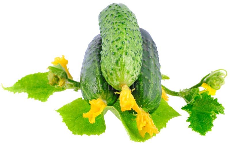 Fresh cucumbers stock photo. Image of circlet, ovary 23050002