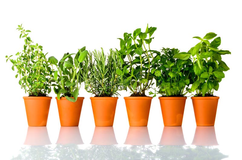 Fresh Culinary Herbs Growing in Pots on White Background