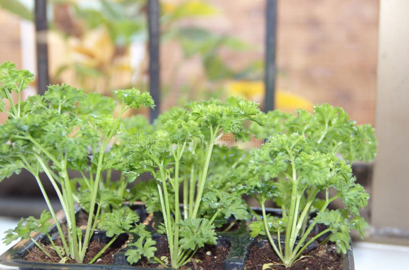 Fresh curly parsley is growing on the window sill