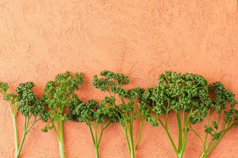 Fresh curly parsley on a textured orange table royalty free stock image