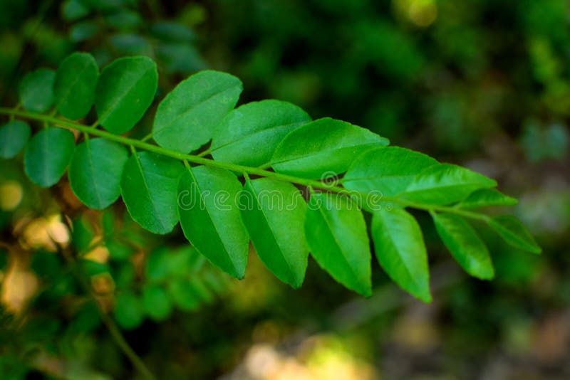 Fresh Curry Leaves Food Ingredient Stock Photo Image of health