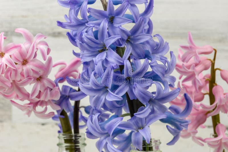 Fresh cut hyacinth blooms stock photo. Image of closeup 178493824