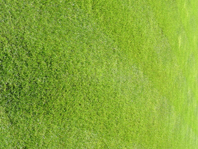 Fresh Cut Lawn Grass 6