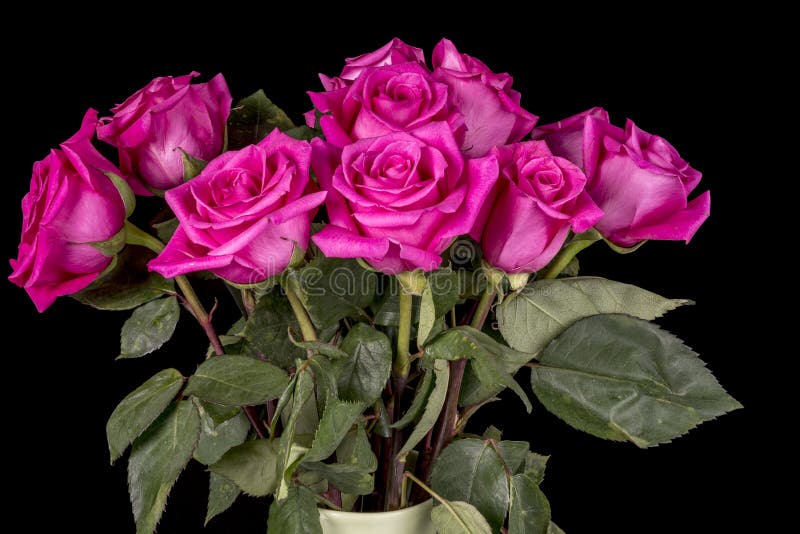 Fresh Cut Natural Roses in a Vase Stock Photo Image of vase, rose