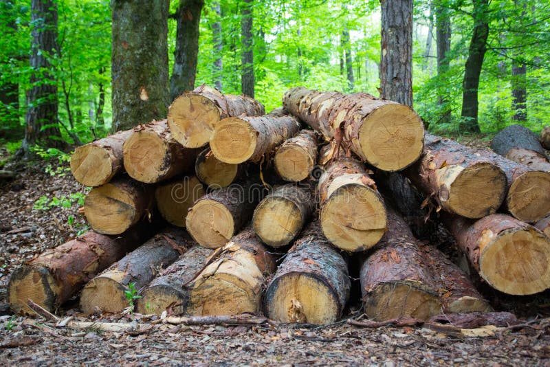 Fresh Cut Pine Trees in the Forest, Waiting To Be Sold Stock Photo