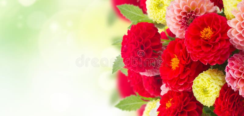 Fresh Dahlia flowers royalty free stock photo Fresh Dahlia flowers royalty free stock photo