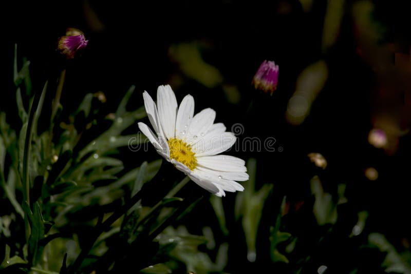 Fresh Daisies with Dew at Garden Stock Image Image of bright, daisies