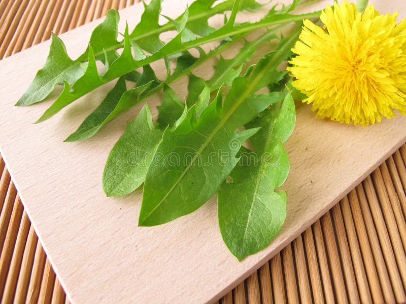 Dandelion greens stock image. Image of plant, bundle 19822697