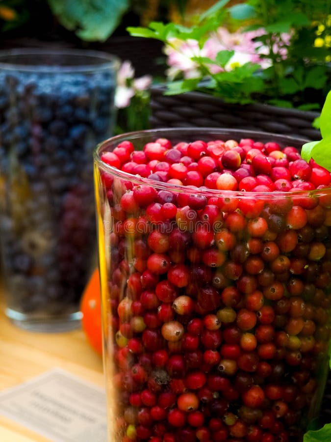 Fresh and Delicious Cranberries Fruits and Vegetables Stock Image