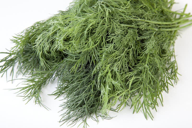 Fresh Dill stock image. Image of vegetable, dill, healthy 15327237