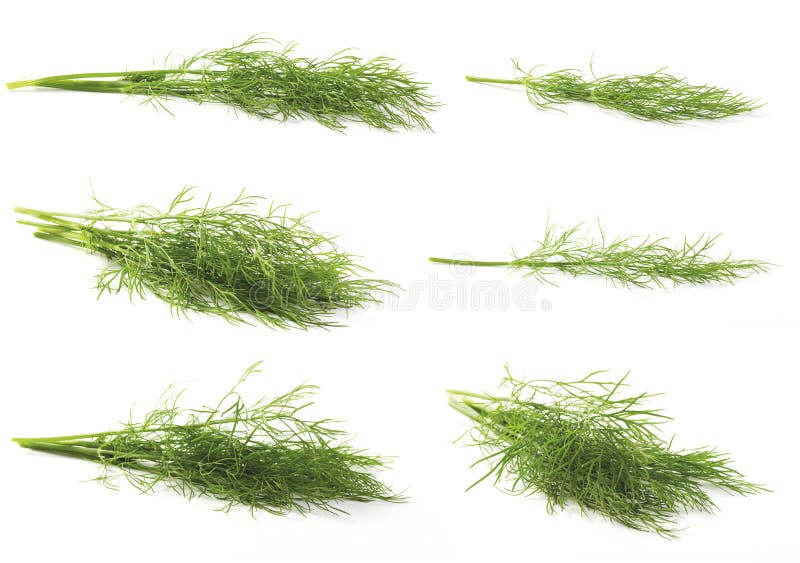 Fresh Dill stock photo. Image of stem, green, herbal 16455938
