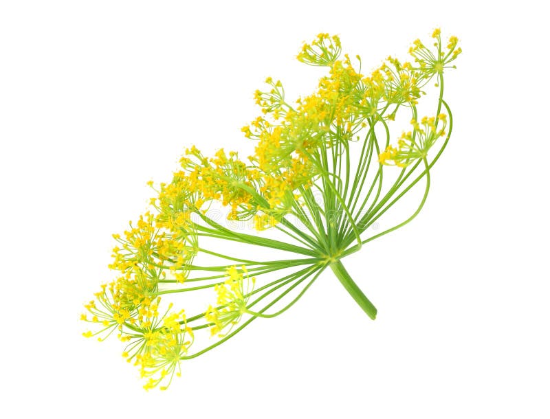 Fresh Dill Flower Isolated on White Background Stock Photo Image of