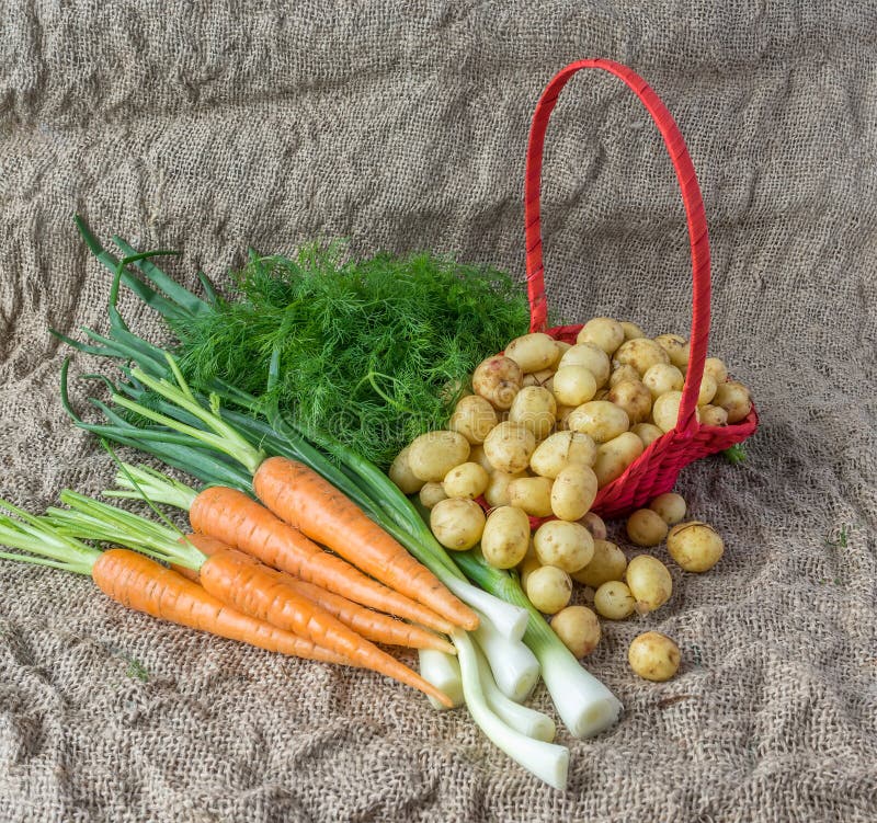 Fresh Dill, Green Onions and Potatoes with Carrot Front View Stock