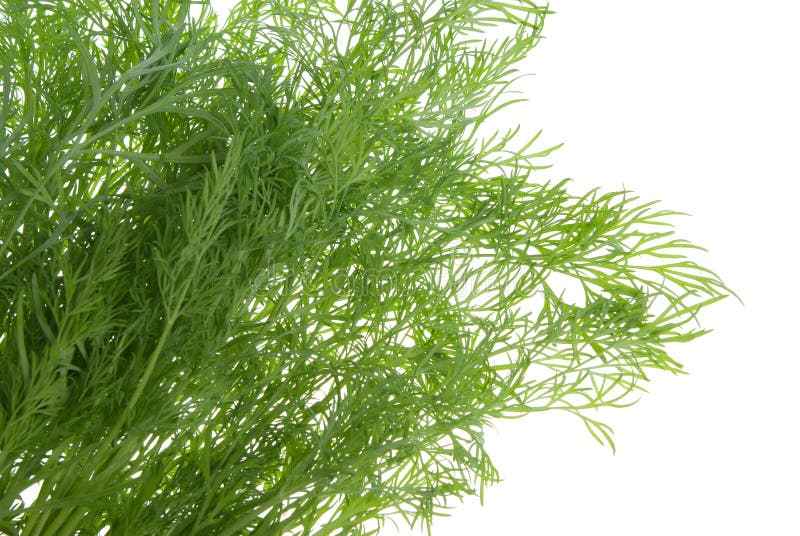 Fresh dill herb isolated stock image. Image of herbal 4964195