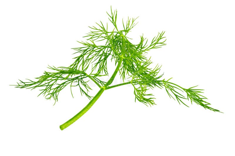 Fresh Dill Herb Isolated on White Background Stock Image Image of closeup, condiment 137175997