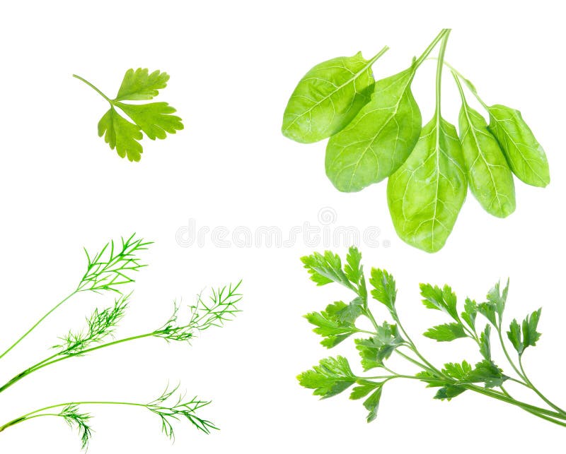 Fresh dill herb,parsley,spinach isolated .close up royalty free stock image Fresh dill herb,parsley,spinach isolated .close up royalty free stock image