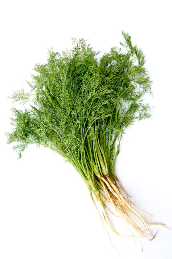 Fresh Dill Isolated on White Stock Photo Image of garnish, health