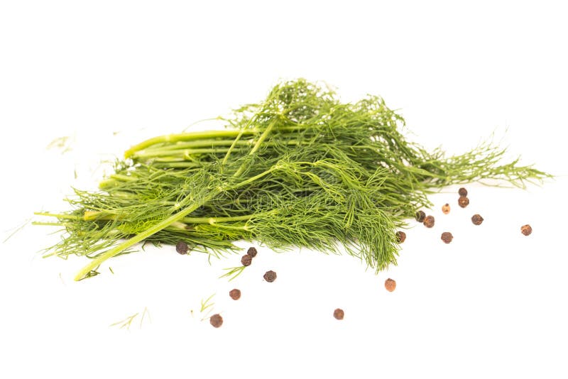 Fresh dill stock photo. Image of leaf, food, freshness 55523434