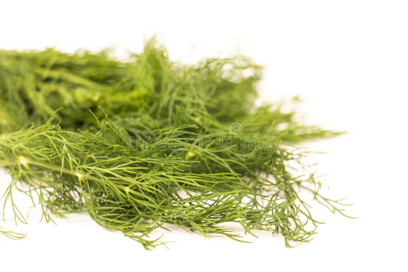Fresh dill stock photo. Image of leaf, food, freshness 55523434