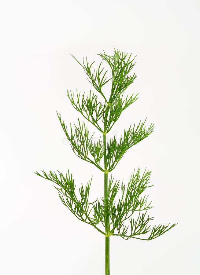 Fresh dill weed stock photo. Image of ingredient, leaves 56645418
