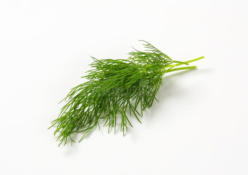 Fresh dill weed stock image. Image of green, herb, plant 56644945