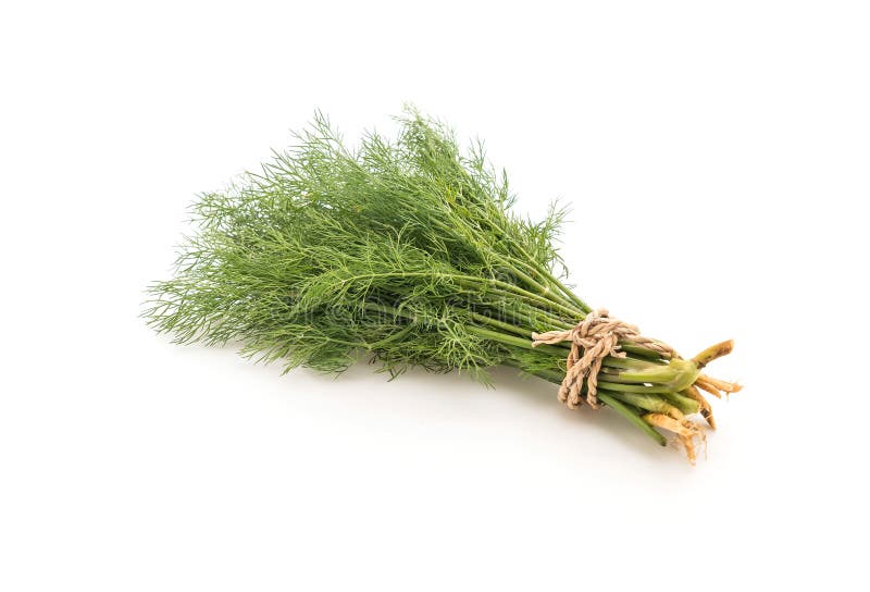 Fresh Dill Weed on white stock photo. Image of weed, herbs 92761864
