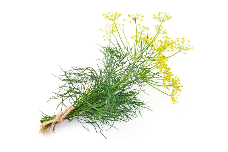 Fresh Dill with Yellow Flowers, Isolated on White Background Stock