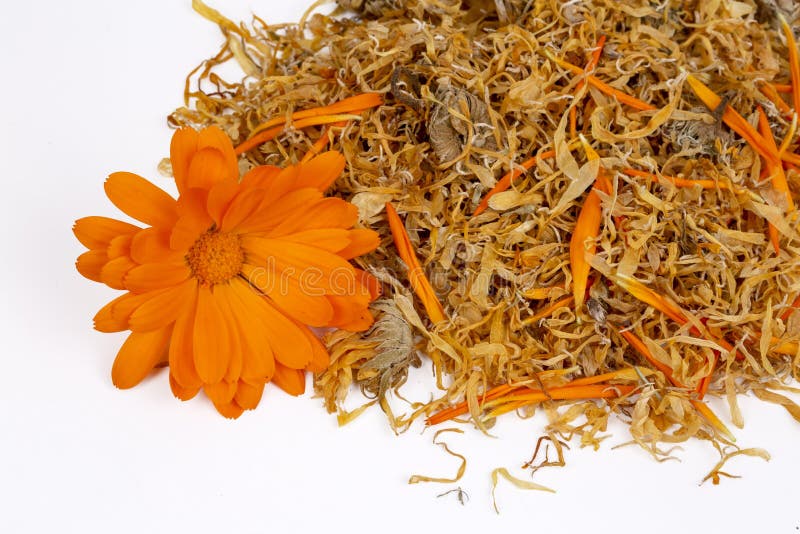 Fresh and Dried Calendula Officinalis Herbal Flowers Stock Image Image of white, beautiful