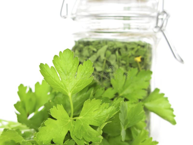 Cilantro (Parsley) stock image. Image of dinner, vitamin 1775121