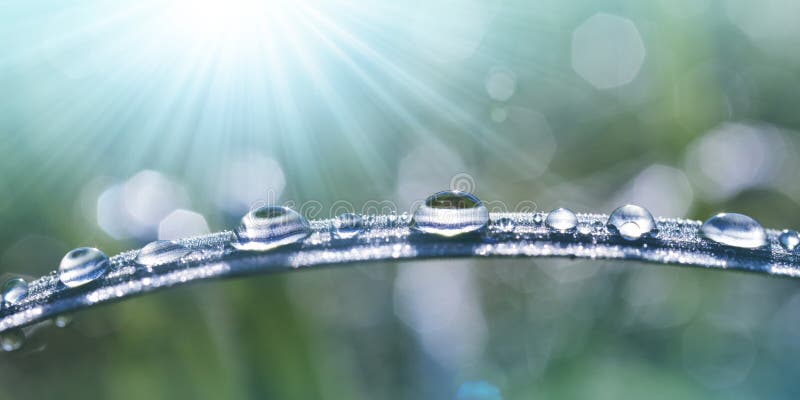 Fresh drops transparent water on blade of the grass in the meadow. Morning dew close up