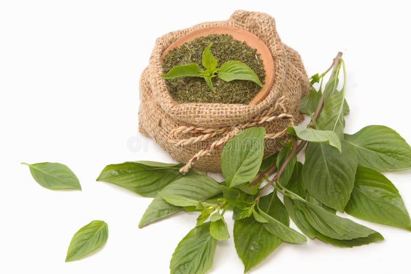 Fresh and Dry Basil , Herbs and Spices Stock Photo Image of leaf