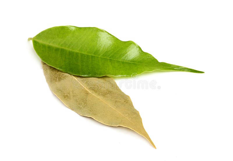 Fresh and dry bay leaf. stock photo. Image of gourmet 35777980