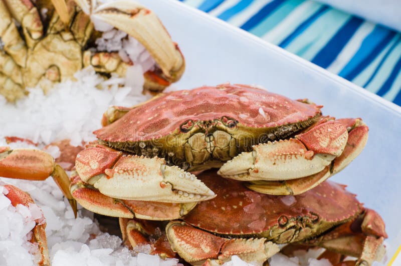 Fresh Dungeness Crab at the Market Stock Image Image of crab