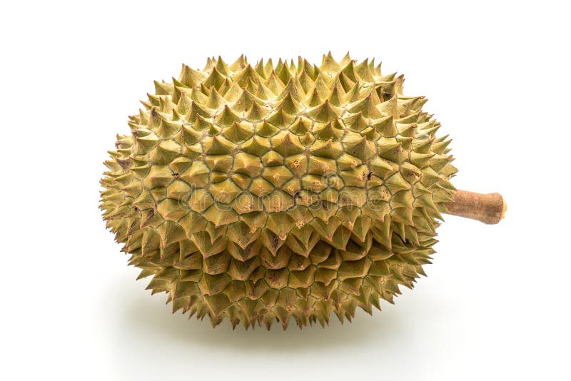 Fresh Durian Fruit stock image. Image of durian, food 150411453