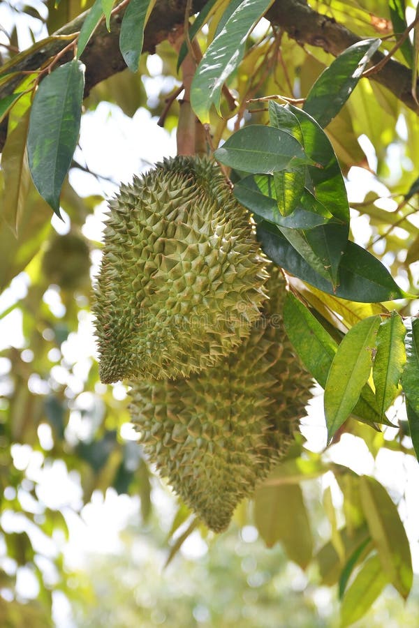Fresh Durian Fruit on Tree, King of Fruit Stock Photo Image of fruit