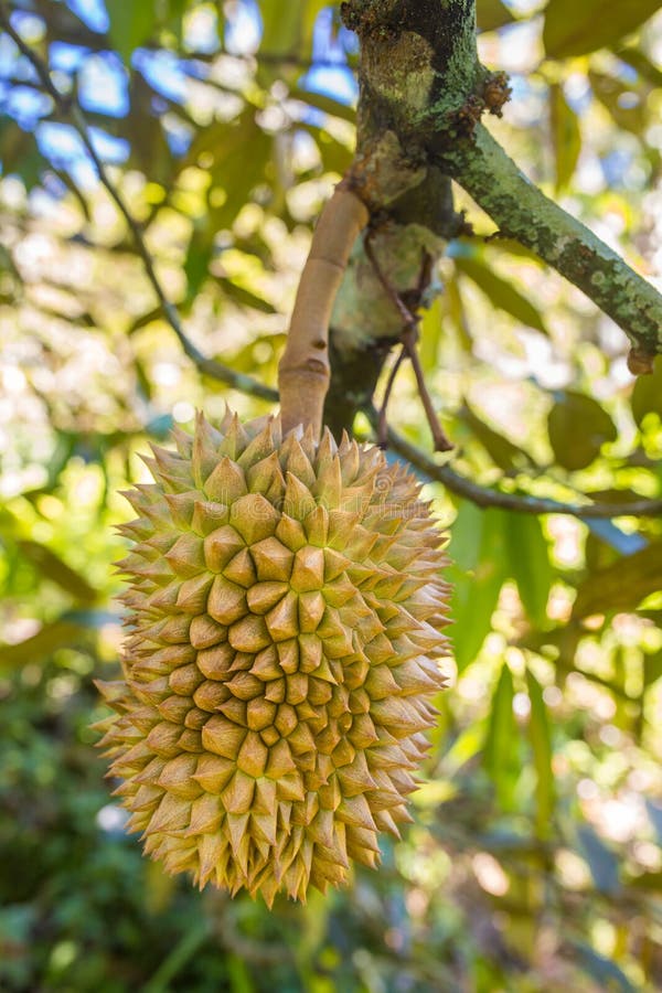 Fresh Durians, the King of Fruit on the Tree Stock Image Image of