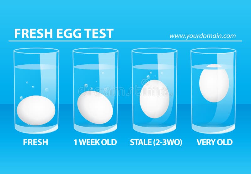Fresh Egg Test Stock Illustrations 117 Fresh Egg Test