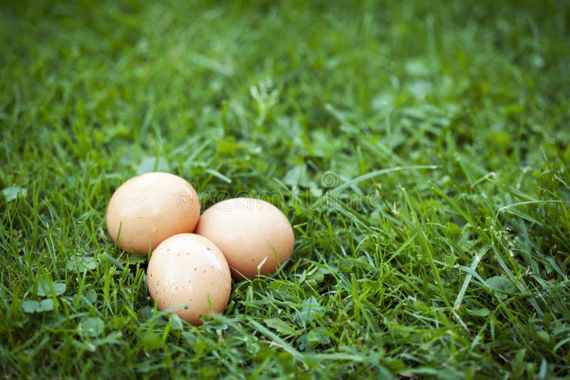 Fresh eggs