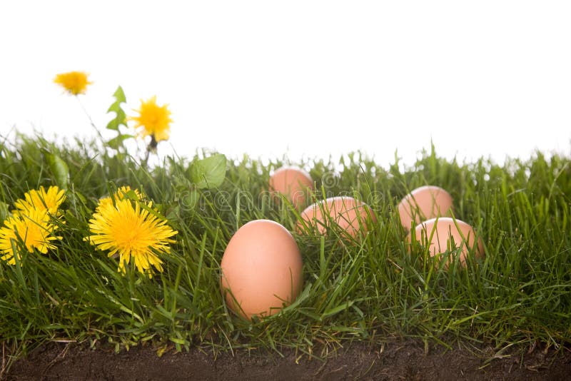 Fresh eggs in grass frontview