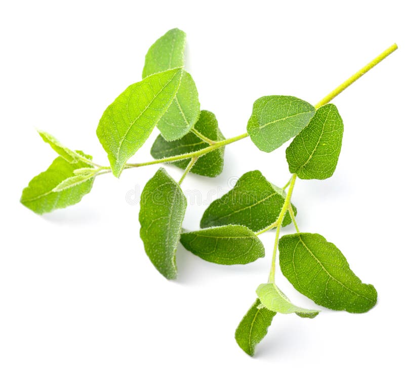 Fresh Eucalyptus Isolated on White Stock Image Image of lemon, tree