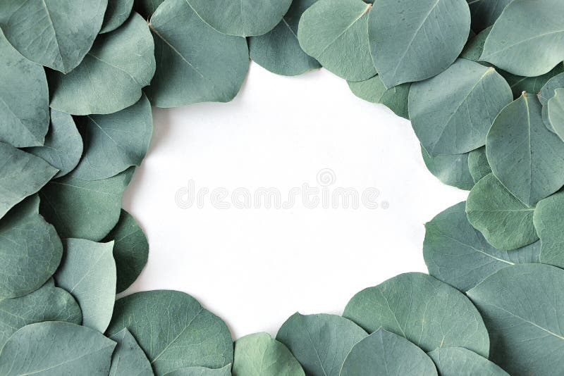 Fresh Eucalyptus Leaves. Flat Lay, Top View. Nature Green Eucalyptus