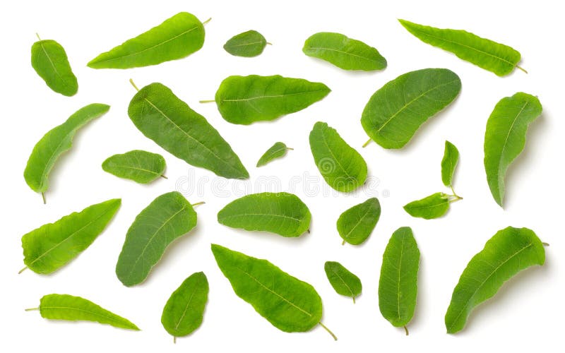 Fresh Eucalyptus Leaves Isolated on White Stock Image Image of green