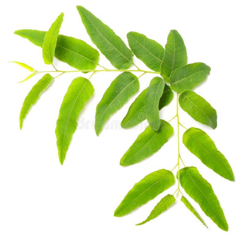 Fresh Eucalyptus Leaves Isolated on White Stock Photo Image of