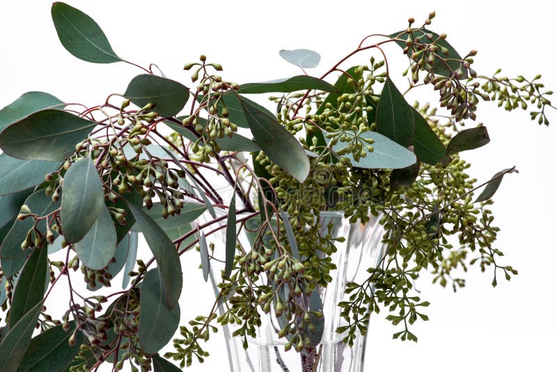 Fresh Eucalyptus Stems in Clear Glass Vase Isolated on White Stock