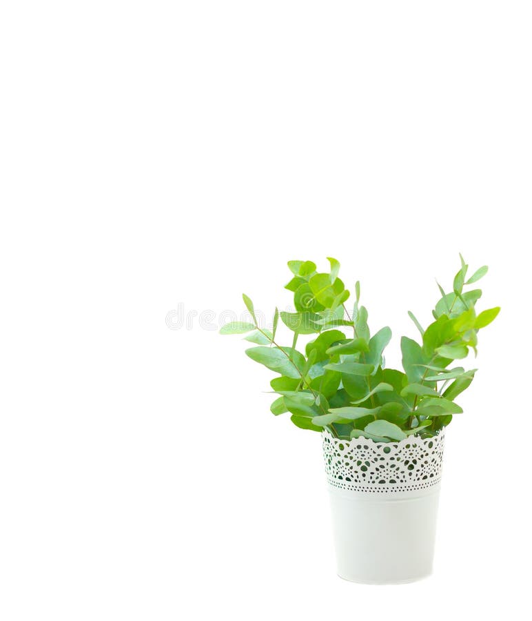 Fresh Eucalyptus in White Vase on White Background Stock Image Image of natural, greeting