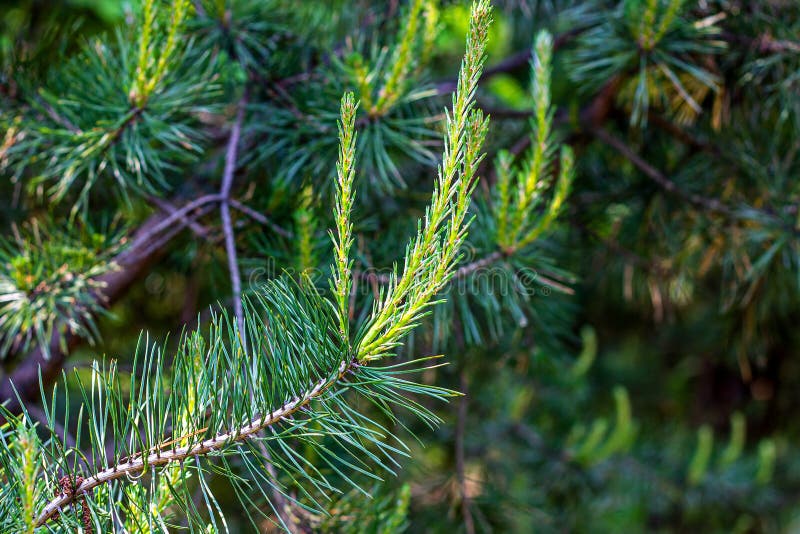 Fresh Evergreen Pine Twigs with Green Needles in the Forest in Spring