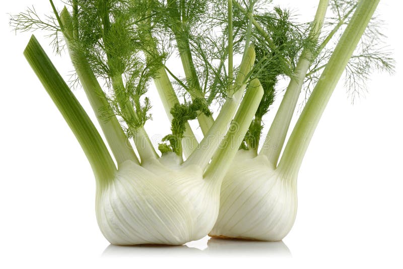 Fresh Fennel Bulb with Leaves Stock Image Image of meal, cooking