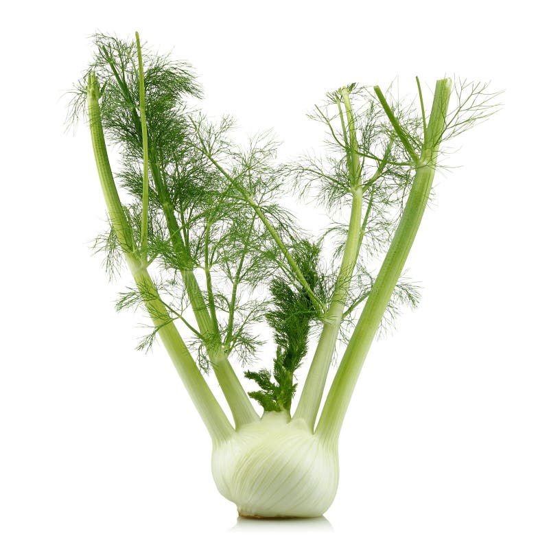 Fresh Fennel Bulb with Leaves Stock Photo Image of meal, culinary